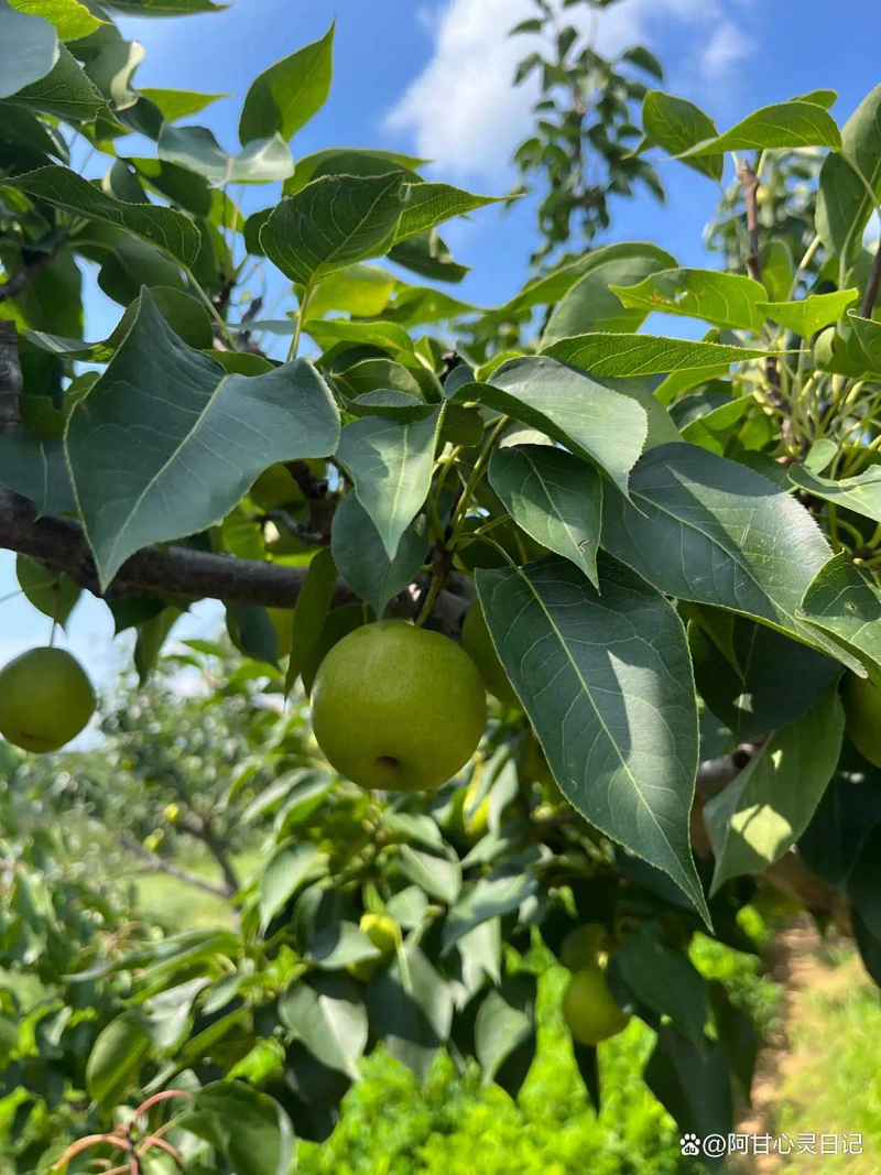 Timing of planting network