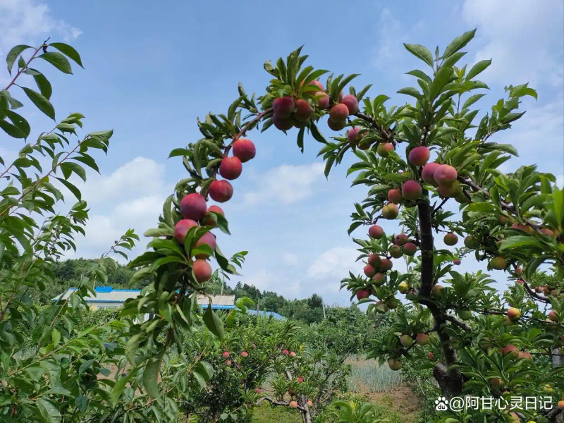 Fruit tree planting techniques - timing of planting - fruit tree cultivation network