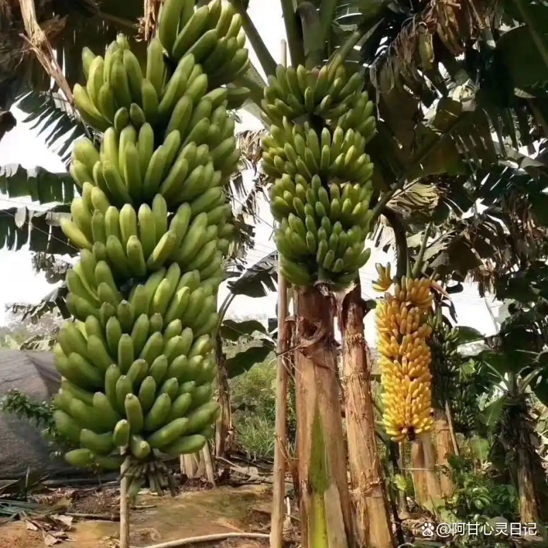 Fruit tree planting techniques   fruit tree growing networks   timing selection