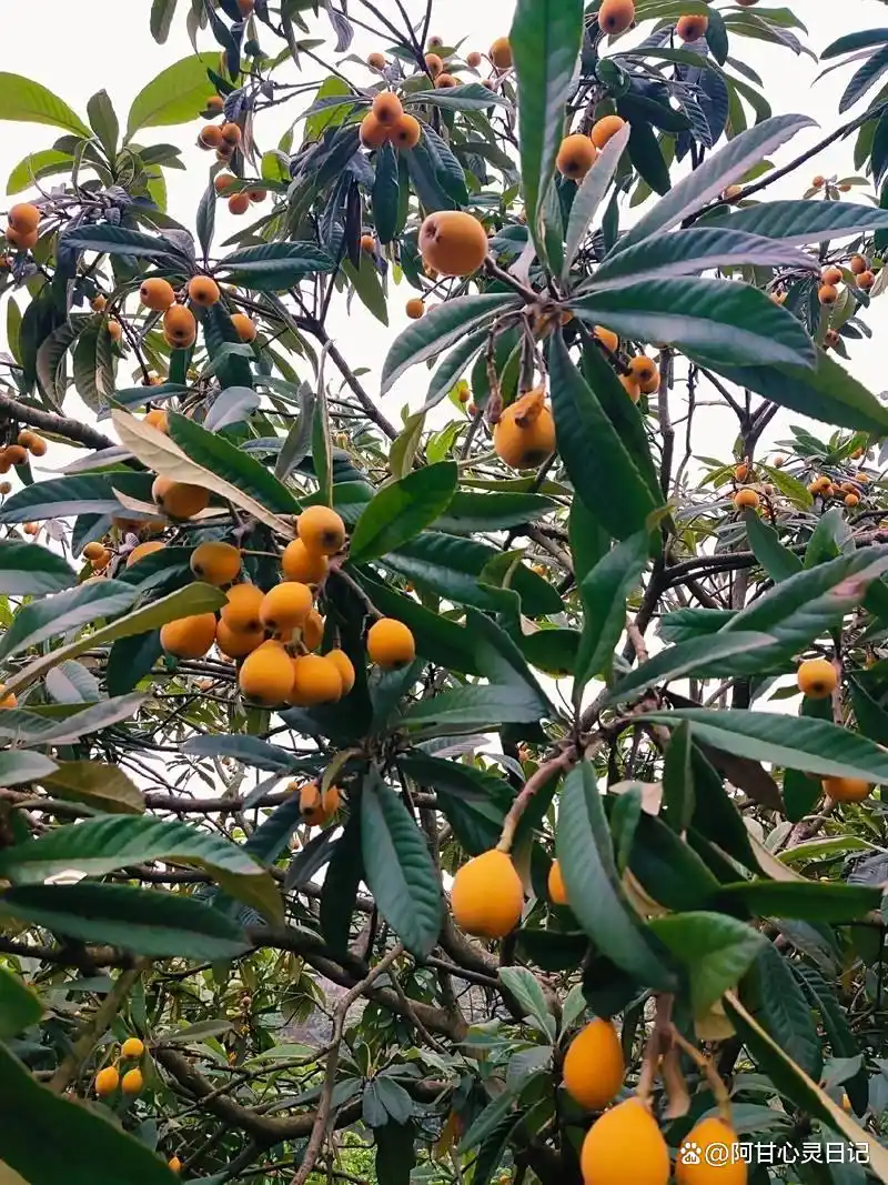 Vegetable tree cultivation network - timing for planting - fruit tree planting techniques