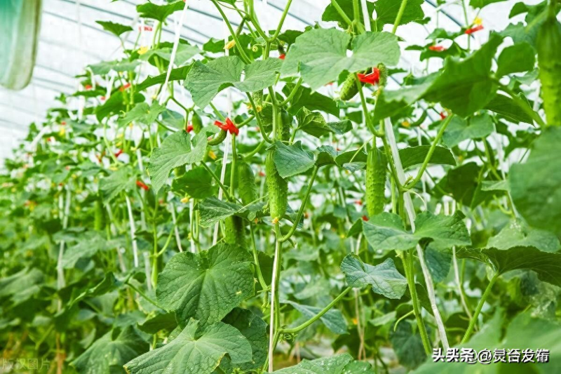 Cultivation method   penetration method   the technique of keeping chickens from different melons