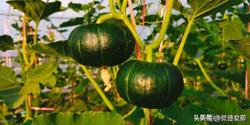 Cultivation methods - different guacamole techniques - top method of cultivation