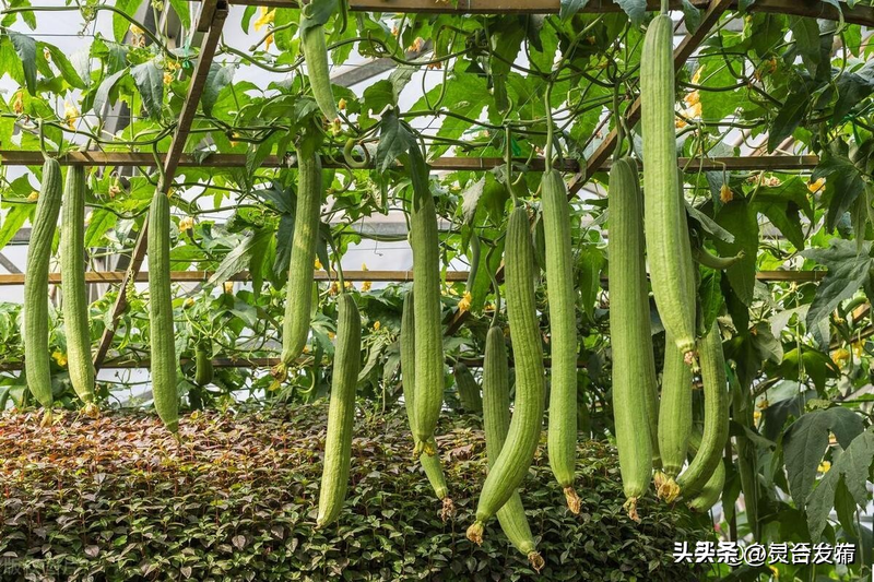 The technique of keeping chickens in different guacamole, the method of planting cucumbers, the method of poaching guacamole