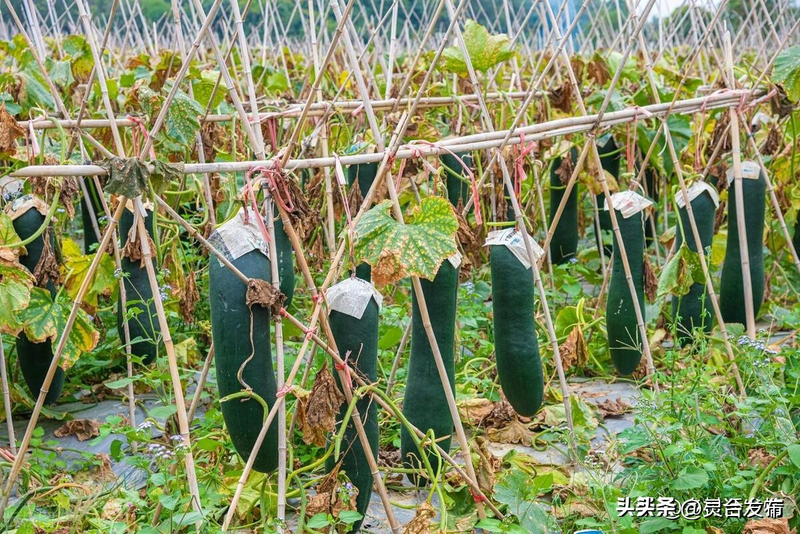 Cultivation method   penetration method   the technique of keeping chickens from different melons