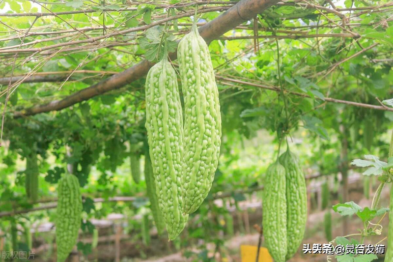 Cultivation methods - different guacamole techniques - top method of cultivation