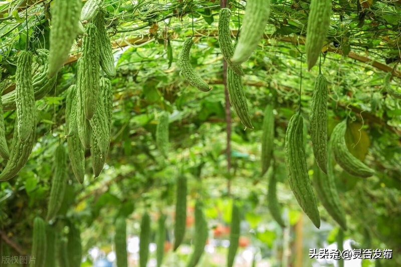 Cultivation method   penetration method   the technique of keeping chickens from different melons