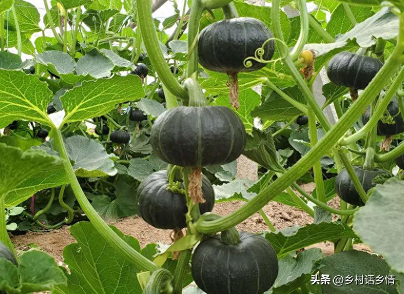 The method of planting the smelts