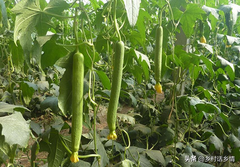 The whole melon fork