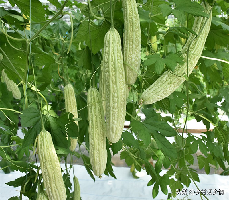 The whole pumpkin fork