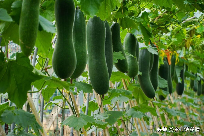 The method of planting the smelts