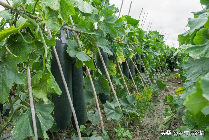 The whole pumpkin fork