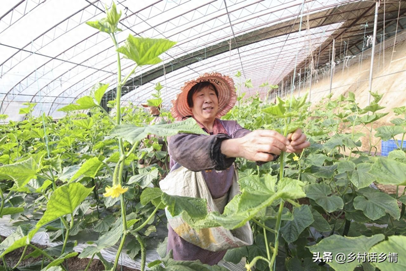 Forklift method for whole crops of melons
