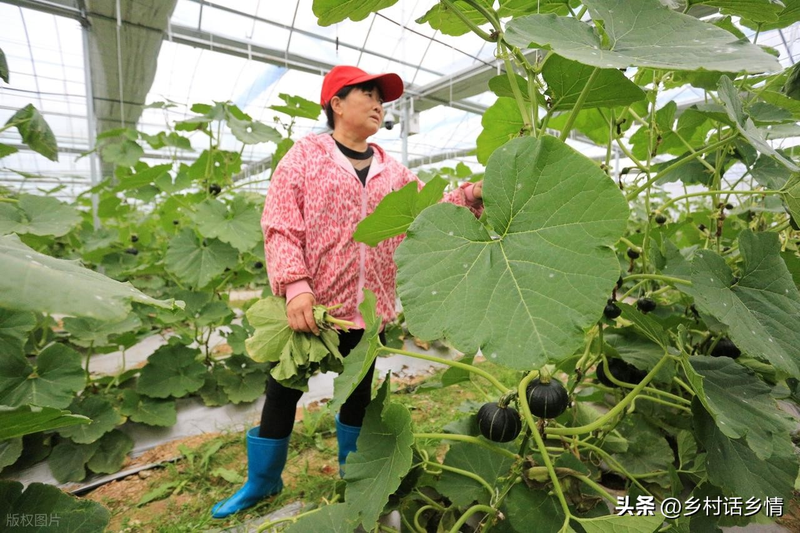 Cucumber pumpkin cucumber cucumber cucumber cucumber cucumber cucumber cucumber cucumber cucumber cucumber