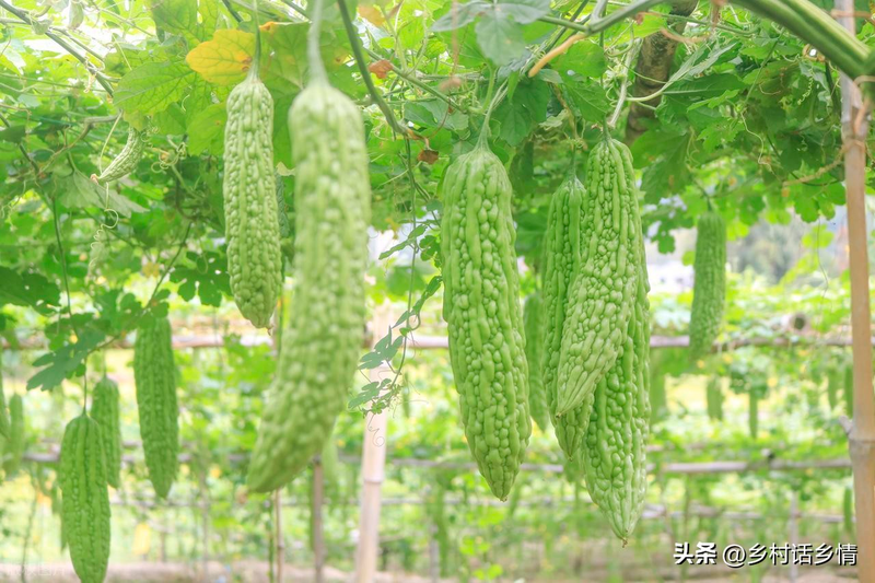 Cucumber pumpkin cucumber cucumber cucumber cucumber cucumber cucumber cucumber cucumber cucumber