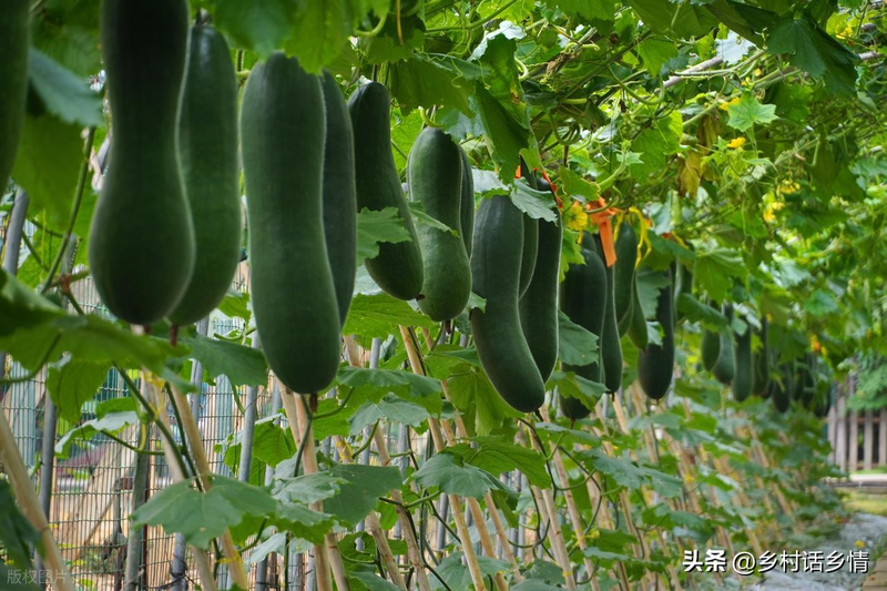 Whole-cropping method of melon crops   melon cultivation method   management of cucumber pumpkin pumpkin pumpkin pumpkin