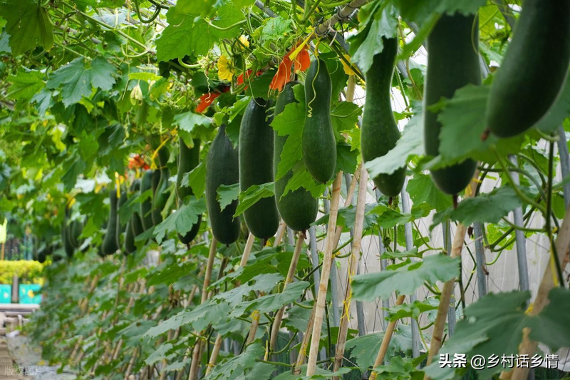 Cucumber cultivation method &mdash; cucumber pumpkin chommel cultivation management &mdash; whole forking method for melon crops