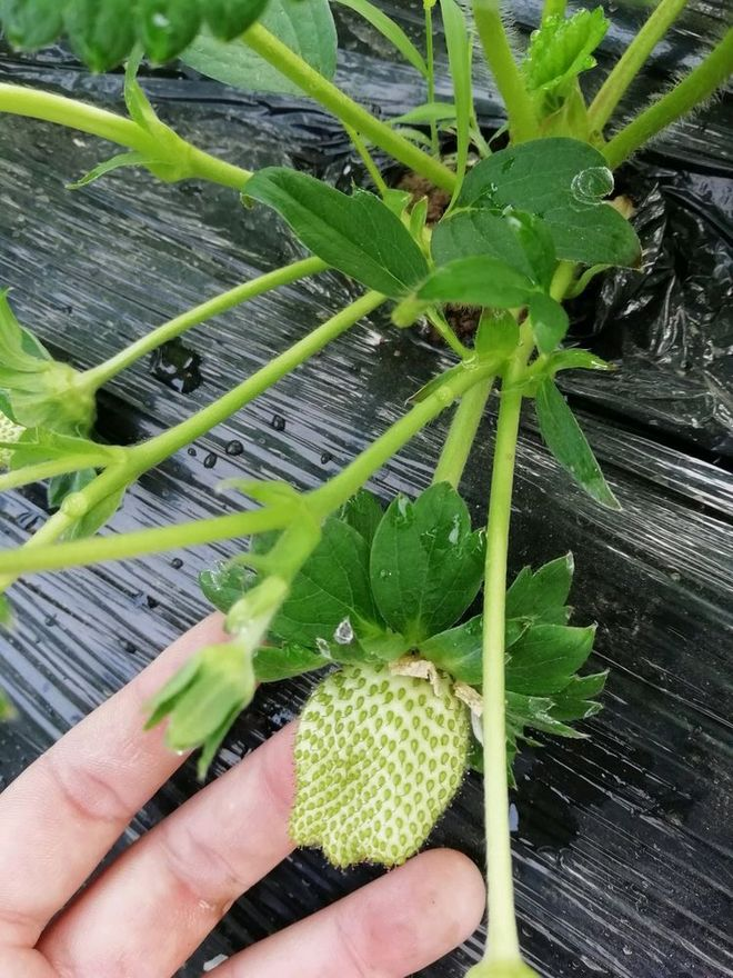 How to grow strawberry seeds - techniques and correct methods to grow strawberries - methodological steps to grow strawberry seeds