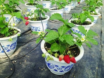 How to grow strawberry seeds - techniques and correct methods to grow strawberries - methodological steps to grow strawberry seeds