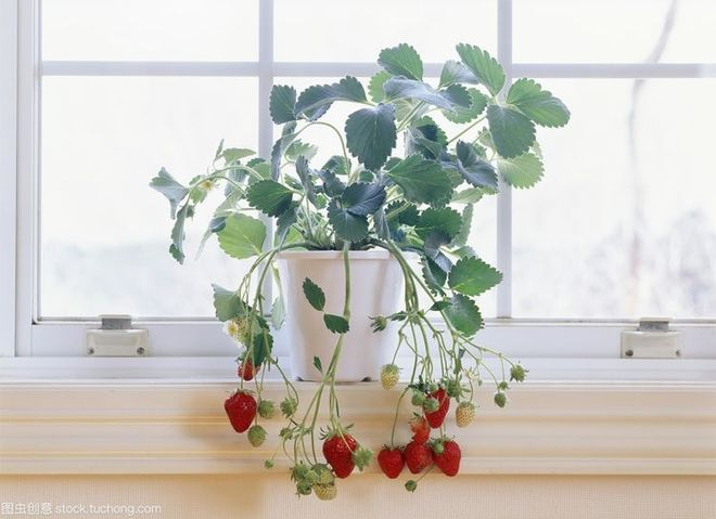 How to grow strawberry seeds   methodological steps to grow strawberry seeds   strawberry techniques and correct methods