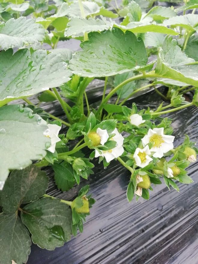 How to grow strawberry seeds   methodological steps to grow strawberry seeds   strawberry techniques and correct methods