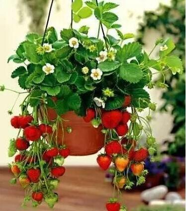 Methodological steps to grow strawberry seeds - techniques and correct methods to grow strawberries - how to grow strawberry seeds