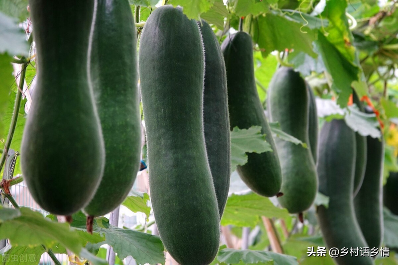 A silkmelon-wide forklift technique