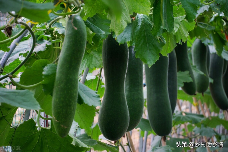 Cucumber planting method the whole watermelon fork