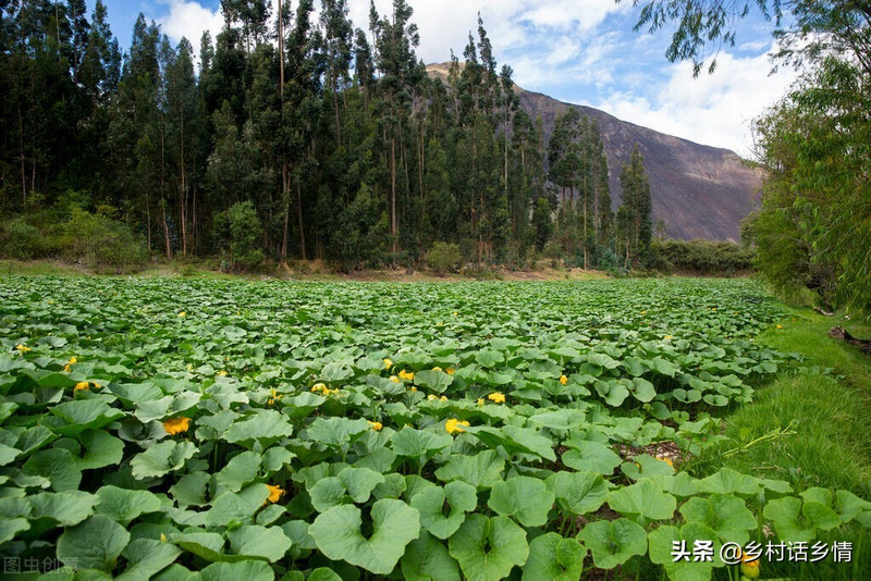 Cultivation of melons the whole melon thing