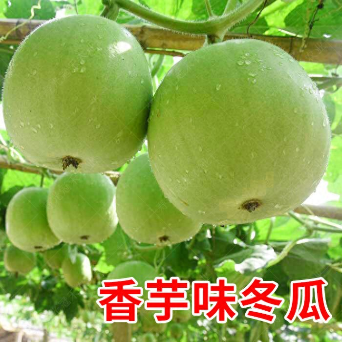 The method of cultivation of the smelts high-efficiency cultivation techniques for the zengdong region high-yielding cultivation methods of cinnamon melons