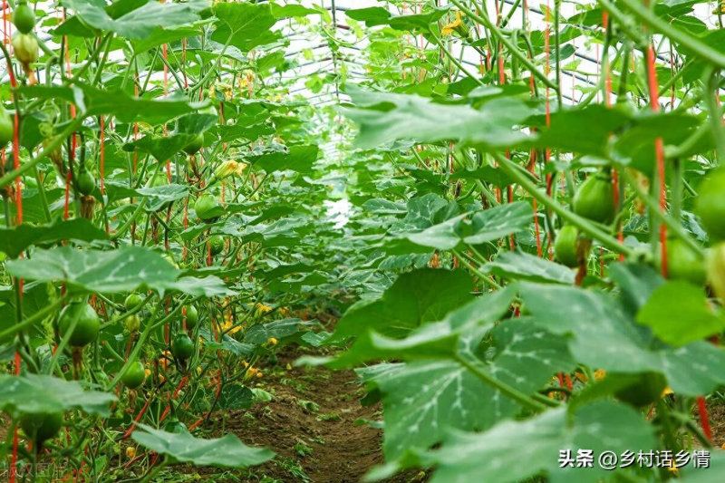 The whole winter melon forklift technique. Pumpkin's the whole way