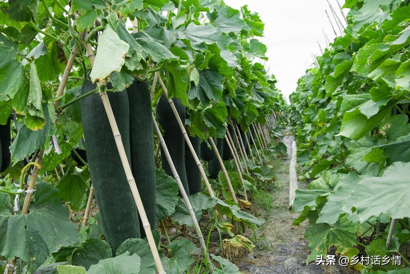 Pumpkin top-up method