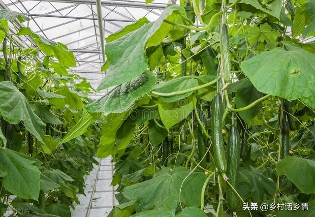 Cucumber planting method pumpkin's the whole way