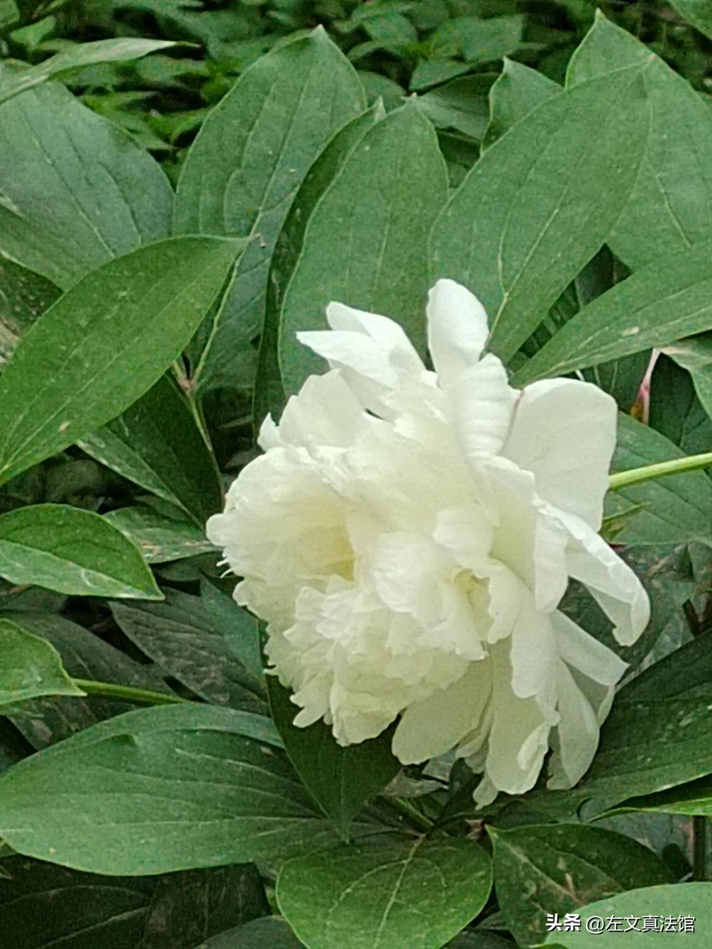 Consequences of harm caused by subjective malicious and objective acts &mdash; criteria for the screening of abuse of rights in administrative proceedings &mdash; competition on knowledge of administrative procedural law