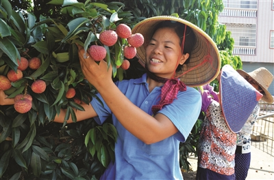 Technology for the cultivation of thorium twigs and management of thorium twigs points