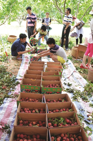 Technology for the cultivation of thorium twigs and management of thorium twigs points