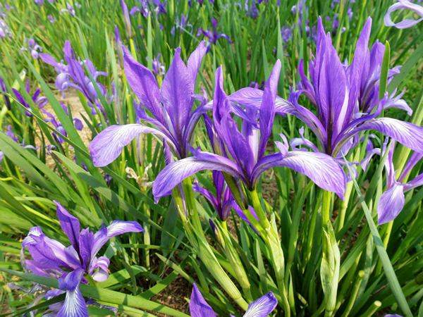 Malaran base is taking pictures