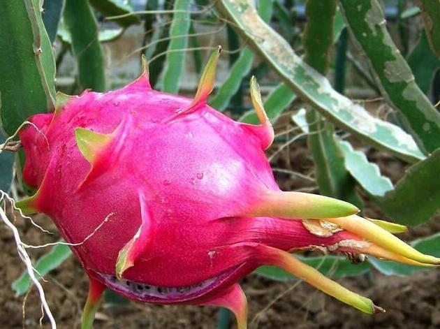 Picture of the method of planting the pyroscope   method of seed   red dragon fruit black seed plantation