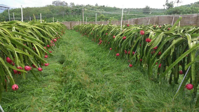 Picture of the method of planting the pyroscope   method of seed   red dragon fruit black seed plantation