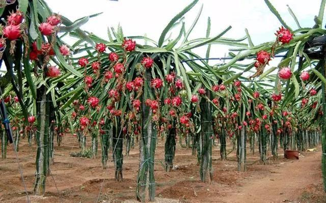 Photos of the red dragon fruit seed basin cultivation   pyroscope cultivation methods   the method of seeding red dragon nuts