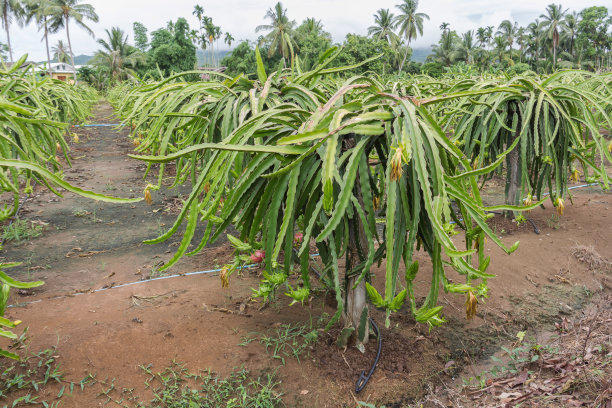 Red dragon seed plantation   red dragon seed sprouts   picture of the method of planting the pyramid