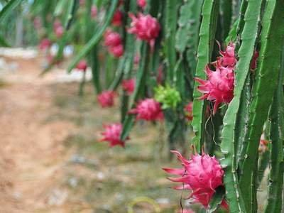 Picture of the method of planting the pyroscope   method of seed   red dragon fruit black seed plantation