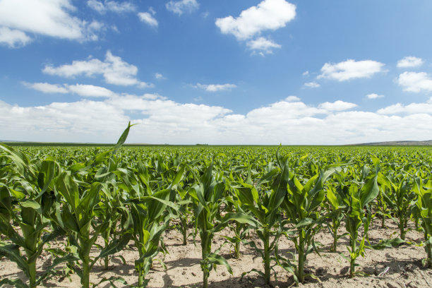 Picture of the method of planting the pyroscopes of dragon nuts