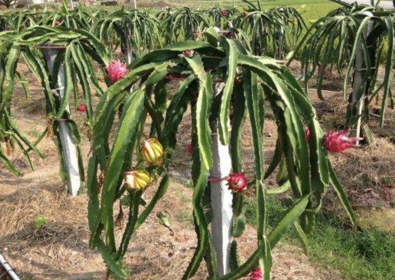 Picture of the method of planting the pyramid. Flamingo seeded a pot