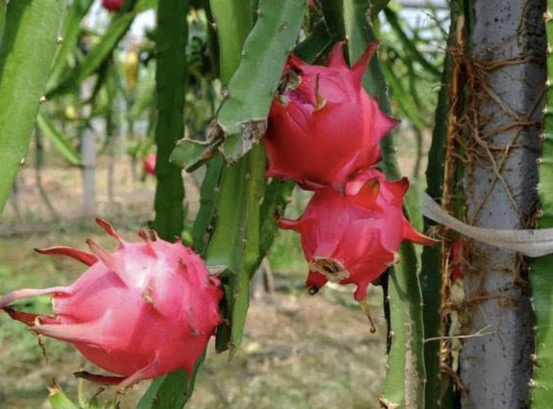 Picture of the method of planting the pyramid