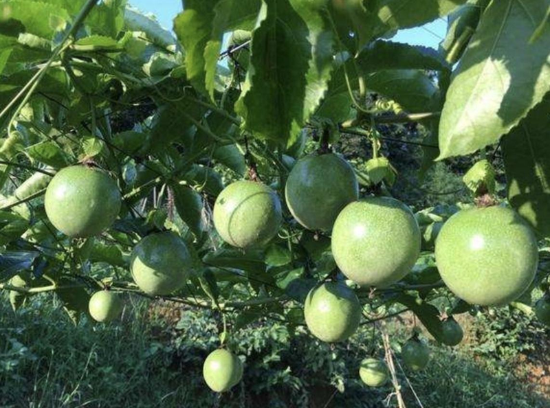 Pictures of the way the flamingo fruit is planted