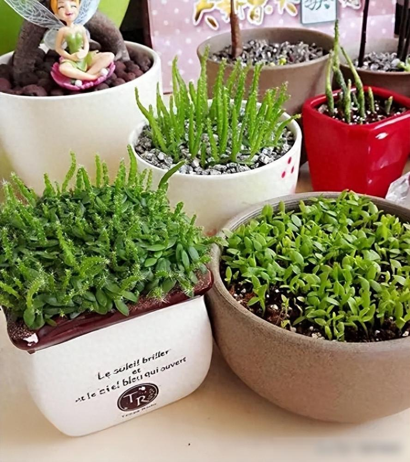 Flamon fruit seed breeding method flamon fruit germing transplant technique flamon fruit pot planting method