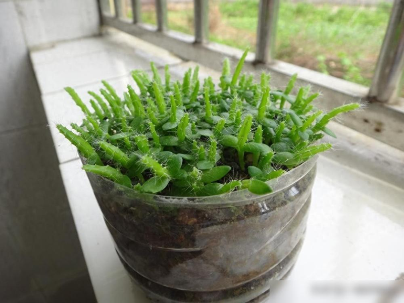 A picture of the seed breeding method of the pyroscope pyramid sprouts