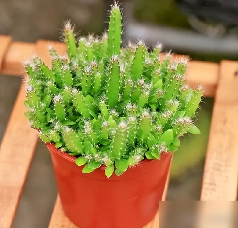 A picture of the seed breeding method of the pyroscope pyramid sprouts