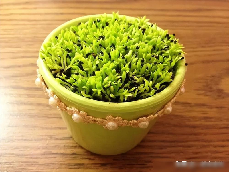 A picture of the seed breeding method of the pyroscope pyramid sprouts