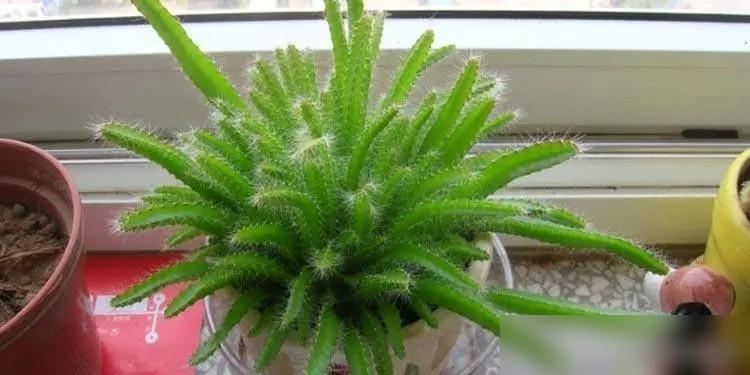 Frozen fruit sprouts transplant technique — photo of the method of planting the pyroscope — seeding method